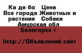 Ка де бо › Цена ­ 25 - Все города Животные и растения » Собаки   . Амурская обл.,Белогорск г.